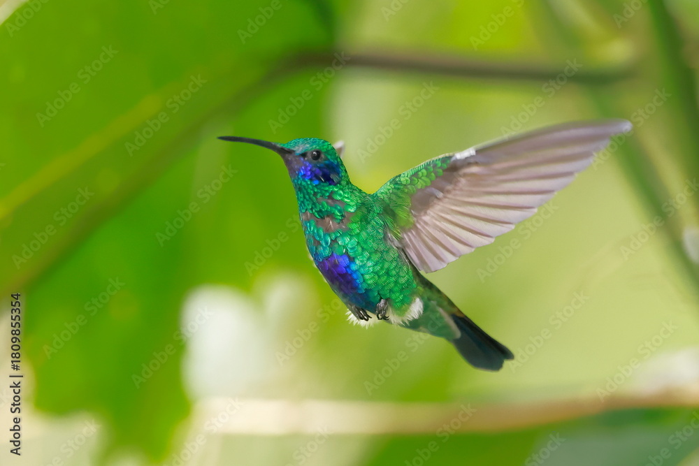 Fototapeta premium Sparkling violetear (Colibri coruscans) Ecuador