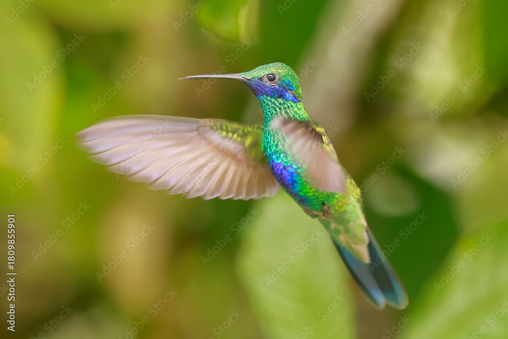 Fototapeta premium Sparkling violetear (Colibri coruscans) Ecuador