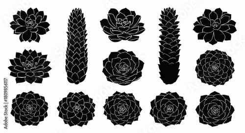 Collection of Black and White Succulent Silhouettes.