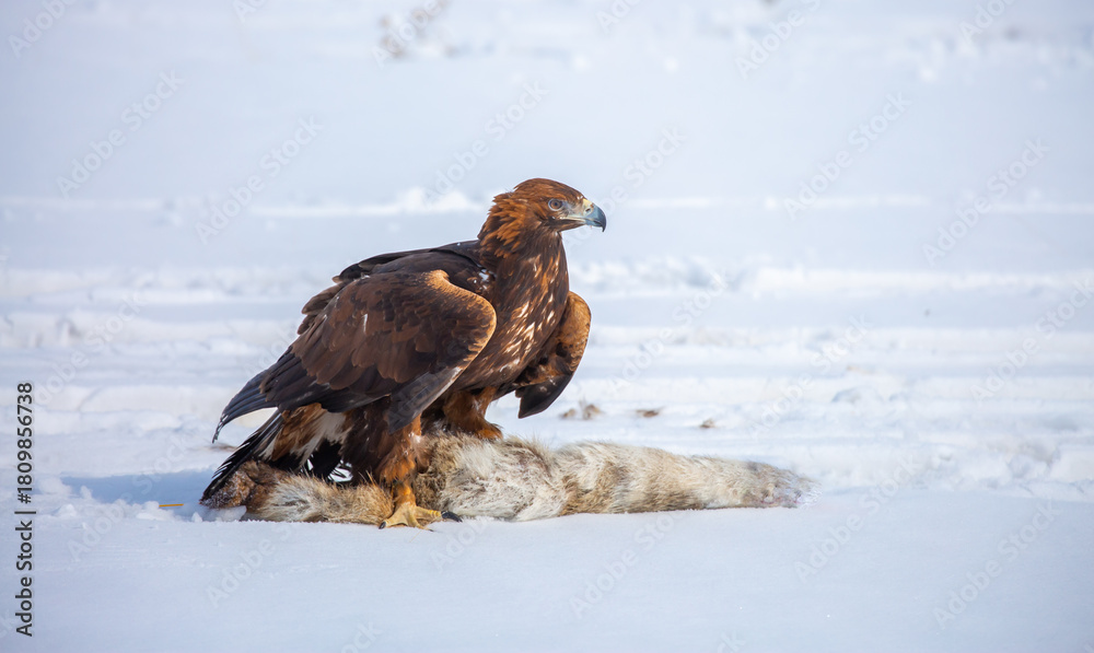 Naklejka premium A large eagle caught a fox against a backdrop of snow. A bird of prey hunts its prey. A golden eagle sits in the snow, clinging to its prey. Falconry. A national tradition of Asia. Berkutchi,