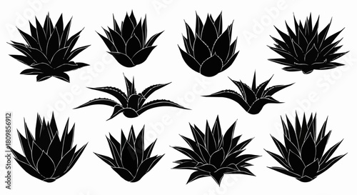 Collection of Black Silhouette Agave Plants Various Sizes and Styles.