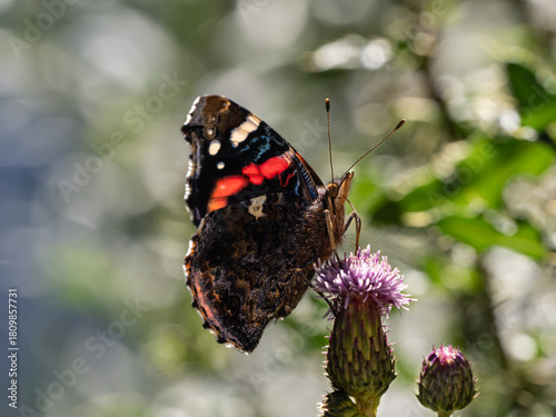 Vanessa atalanta alias 