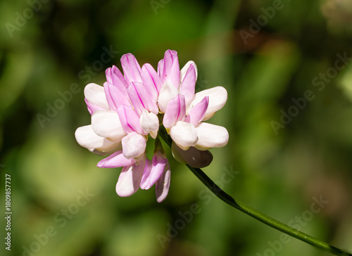 Securigera varia bloomed in spring time