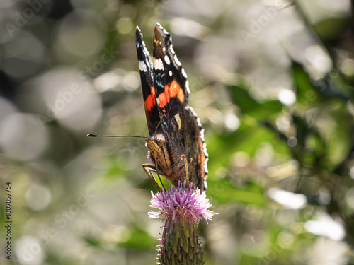 Vanessa atalanta alias 