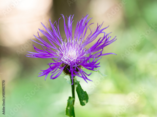 Centaurea nigrescens bloomed in the end of summer