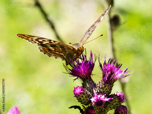 Argynnis paphia alias Tabacco di Spagna