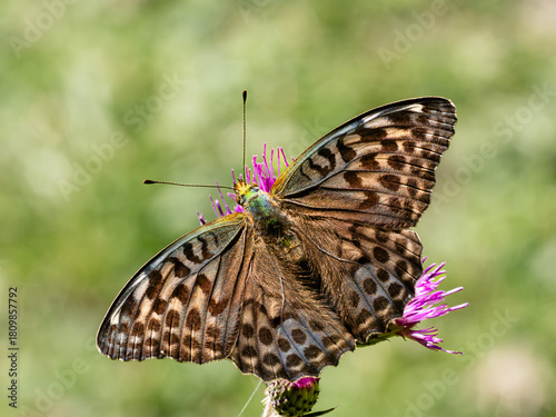 Argynnis paphia alias Tabacco di Spagna