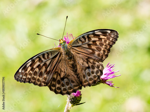 Argynnis paphia alias Tabacco di Spagna