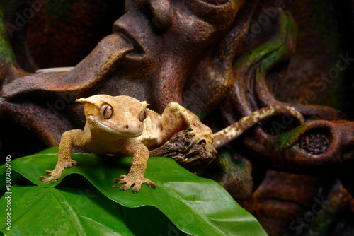 Neukaledonischer Kronengecko // Crested gecko (Correlophus ciliatus) im Terrarium