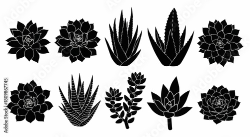 Black silhouette collection of various succulent plants for design elements.