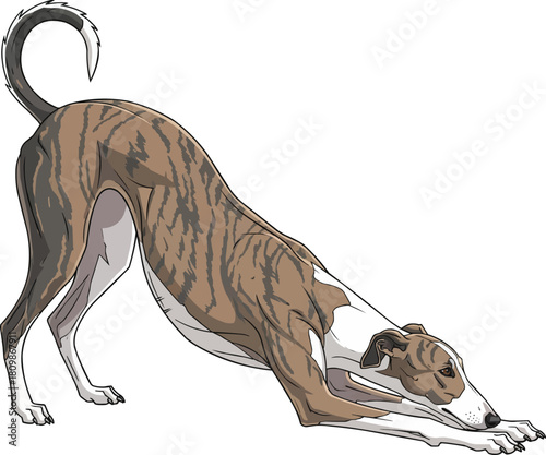 Greyhound dog stretching play bow pose vector illustration