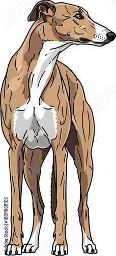 Greyhound dog standing looking away alert stance 