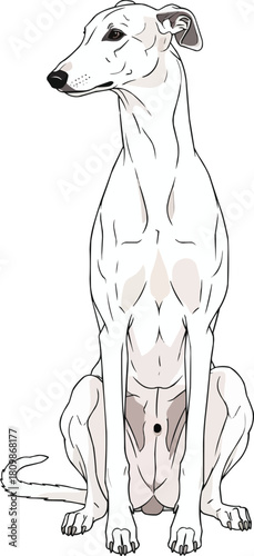 Greyhound dog sitting relaxed looking away cute stance