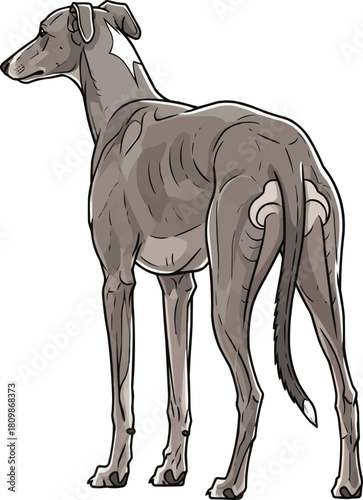 Greyhound dog standing rear view stance 