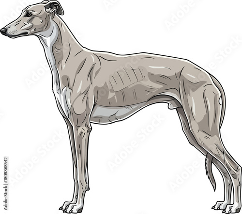 Greyhound dog standing side profile view pose