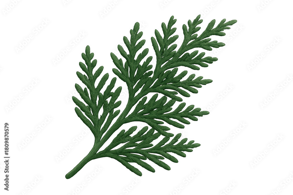 Naklejka premium Fresh evergreen thuja sprig, cypress branch with scale leaves, natural foliage, botanical element on transparent background