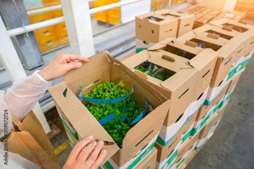 Workers are carefully packing fresh hydroponic lettuce into cardboard boxes for distribution in a commercial greenhouse. This process supports urban agriculture and local food production