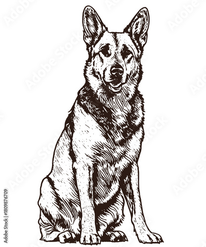Detailed Hand-Drawn German Shepherd Dog Sitting