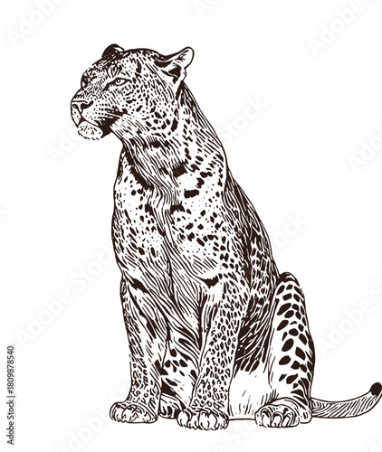 Majestic Lineal Hand-Drawn Leopard