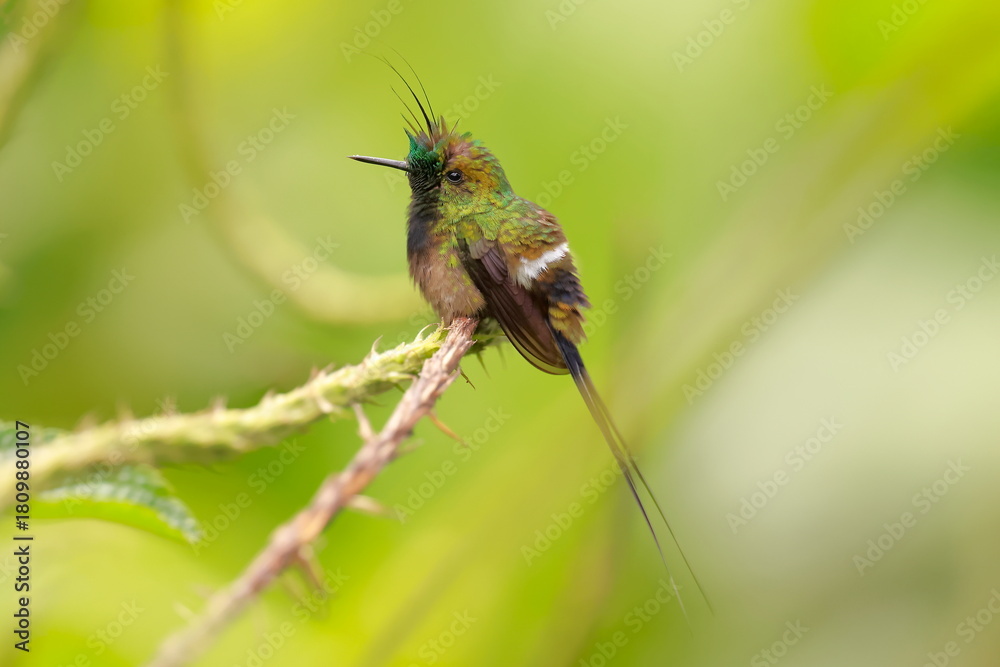 Obraz premium Wire-crested thorntail, Discosura popelairii, Ecuador
