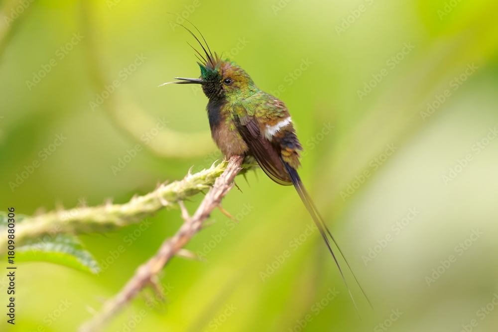 Fototapeta premium Wire-crested thorntail, Discosura popelairii, Ecuador