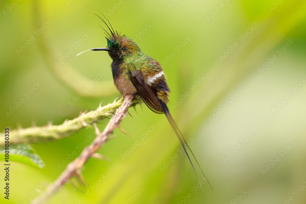Obraz premium Wire-crested thorntail, Discosura popelairii, Ecuador