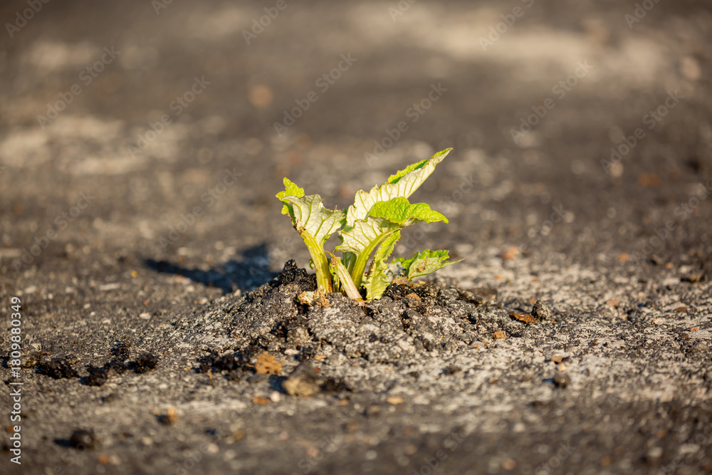 Fototapeta premium A plant sprout breaks through the asphalt. Strength and endurance in nature. The concept of business breakthrough, ideas and opportunities.