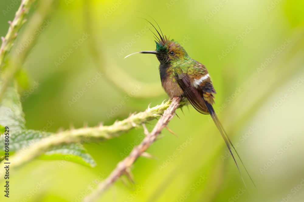 Obraz premium Wire-crested thorntail, Discosura popelairii, Ecuador