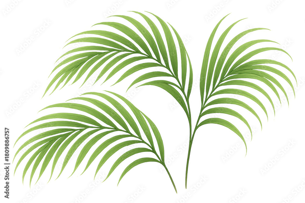 Obraz premium Palm leaves tropical botanical plant elements with green fronds on transparent background for nature designs