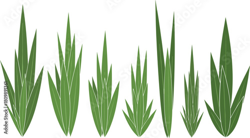 Group of aloe vera plants of varying sizes and growth stages