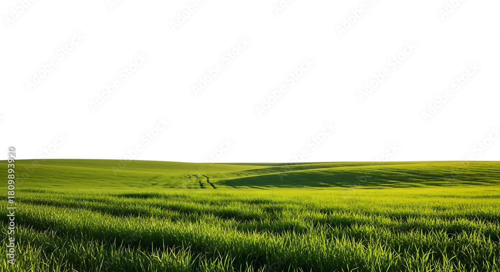 Fototapeta premium Lush green meadow with vibrant grass blades on gently rolling hills, bathed in soft afternoon light.