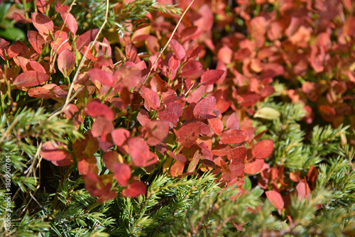 
Red autumn leaves branch plant common bilberry Vaccinium myrtillus European blackberry wimberry hurtleberry autumn shrub foliage nature flora