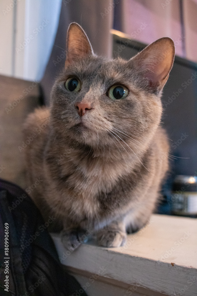 Naklejka premium Dilute Tortoiseshell Short Hair Domestic House Cat Pet Perched on a Ledge Indoors