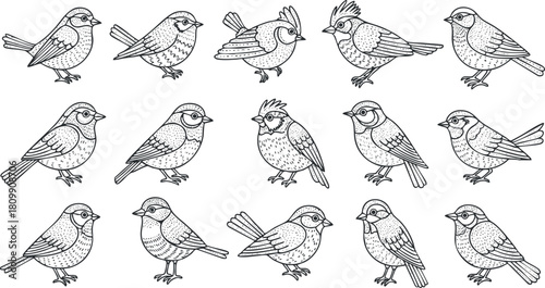 Collection of hand-drawn line art vector illustrations featuring various bird species for nature-themed designs.