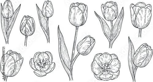Hand-drawn vector illustration of various tulip flowers in a detailed line art style, perfect for botanical designs