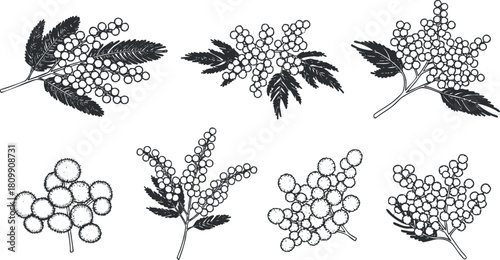 Detailed black and white vector illustration set of various berry clusters and leaves for botanical design use