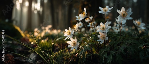 Sunny Forest Scene With Blooming White Flowers Among Green Grass and Soft Lig...