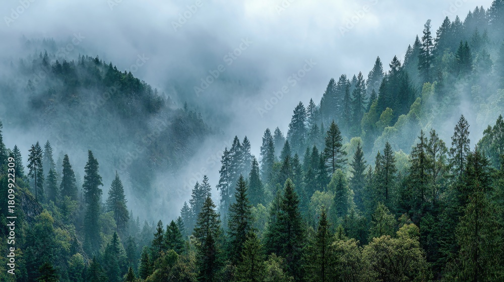 Obraz premium The scene features a lush forest with tall green trees shrouded in mist. Early morning light casts a serene atmosphere. The mist swirls around the treetops creating a mystical view.