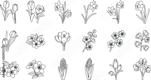 Hand-drawn line art vector illustration of various flowers including tulips, daffodils, and hyacinths for design projects