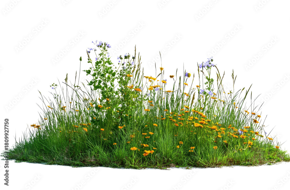 Fototapeta premium Lush, vibrant meadow of wildflowers
