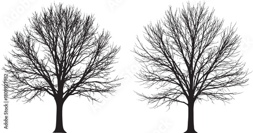 Two bare trees in silhouette on white background