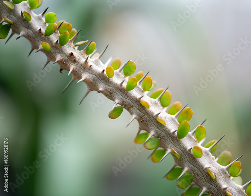 close up of cactus plant leaves macro
