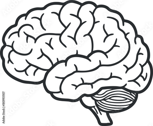 Outline vector illustration of a human brain, suitable for educational and scientific design projects.