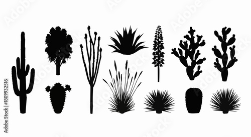 Silhouettes of various desert plants and cacti in black and white.