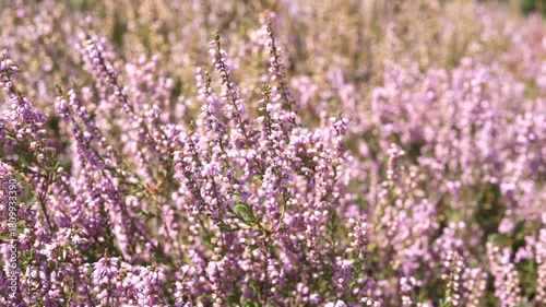 Close-up of a plantation of blooming pink flowers, heath