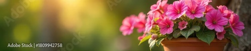 Vibrant pink geranium blossoms overflowing from a terracotta flowerpot, bathed in warm sunlight Perfect for gardening, spring, and home decor themes , flora, geranium