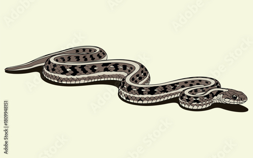Illustration of an eastern garter snake in vibrant colors