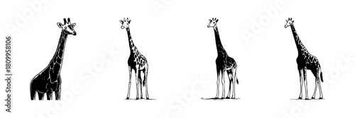 Giraffe Silhouette Doodle Sketch Set. Wildlife And Nature Illustration In Hand Drawn Style Collection. African Safari Animal Art. Isolated Vector Illustration