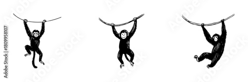 Monkeys Swinging On Vines Doodle Sketch Set. Playful Primate Movement And Jungle Adventure In Hand Drawn Style Collection. Wildlife And Nature Illustration. Isolated Vector Illustration