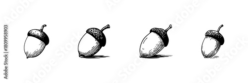 Acorn Doodle Sketch Set. Nature Seed, Growth, And Autumn Symbolism In Hand Drawn Style Collection. Botanical Illustration. Isolated Vector Illustration